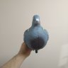 Подсадной голубь вяхирь, Birdland