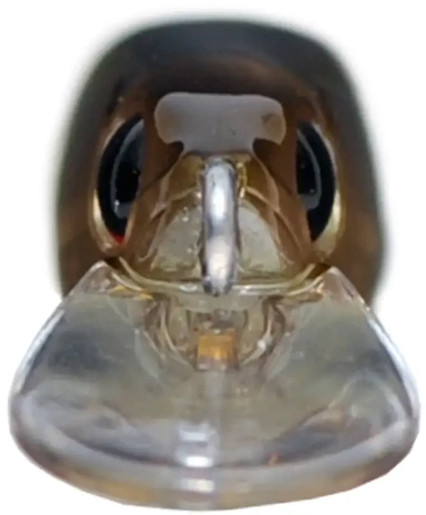Воблер OSP Asura Durga 73 SP 73mm 4.7g H09 jpn (1.4m)