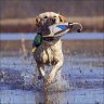 Поноска-кряква Avery EZ Bird Mallard