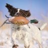 Концентрат запаха фазана Pheasant Dokken's Scent