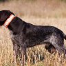 Нашийник DOGHUNT TPU 50 MAGLITE